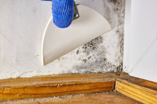 Best Black Mold Removal  in Lakeview, GA